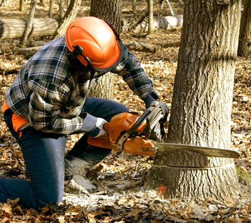 Tree Removal in Hawkinsville, GA